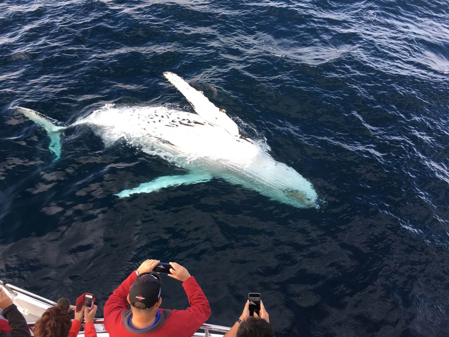 Whale watching Colombo, Sri Lanka when and where