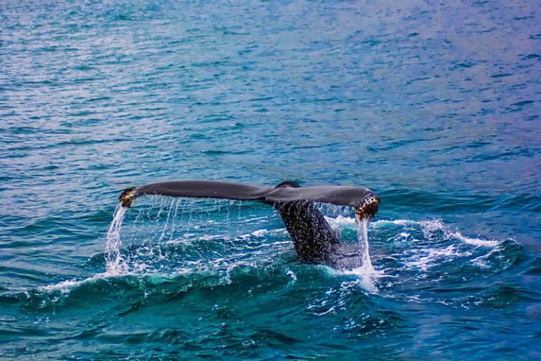 Endpoint Of An Annual Humpback Whale Migration