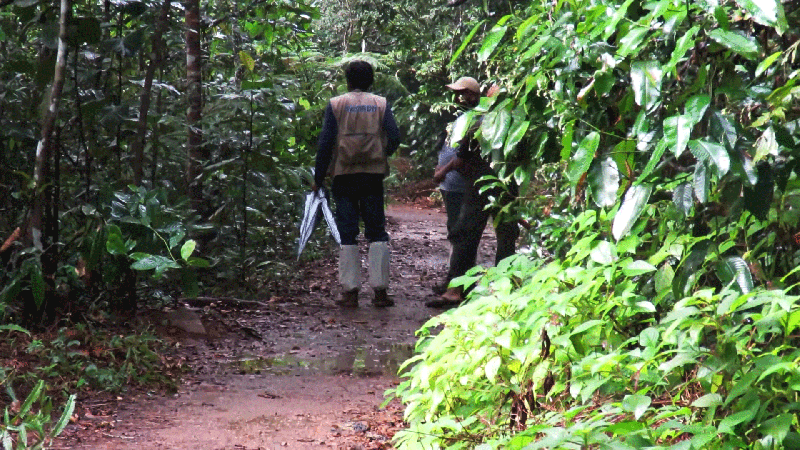 sinharaja forest reserve tour, pekoe trail