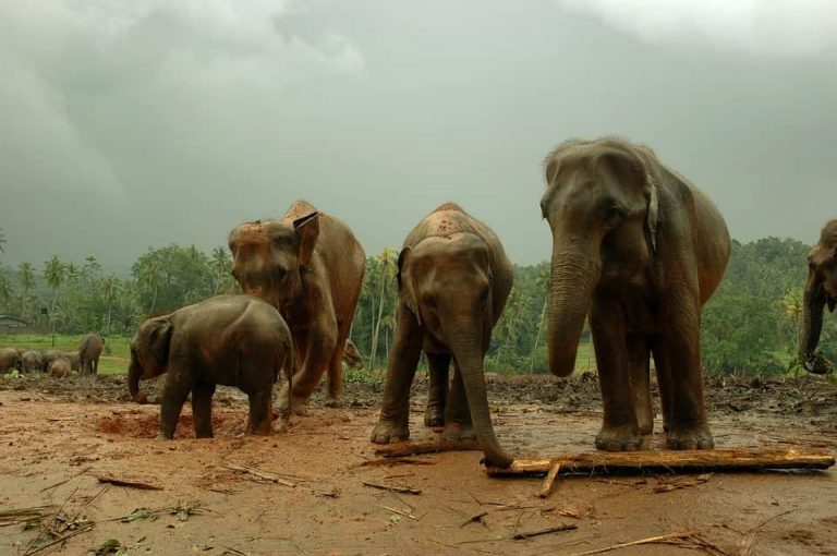 colombo zoo