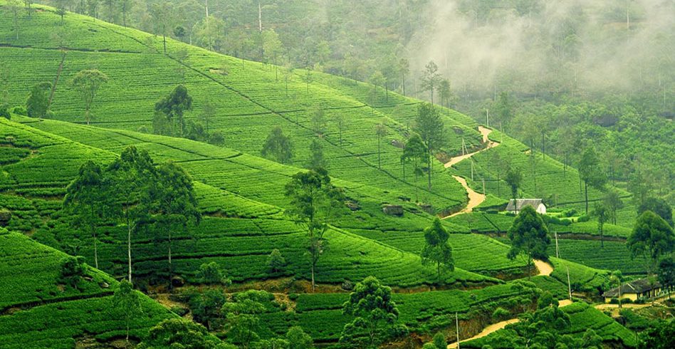 Tea estate nuwara eliya