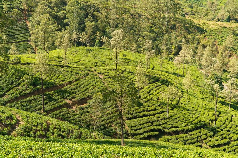 Sri Lanka Tea Plantations Tour