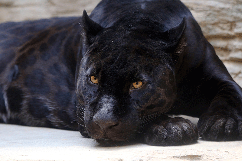 Black leopard in Sri Lanka belived to be extint re-emerged