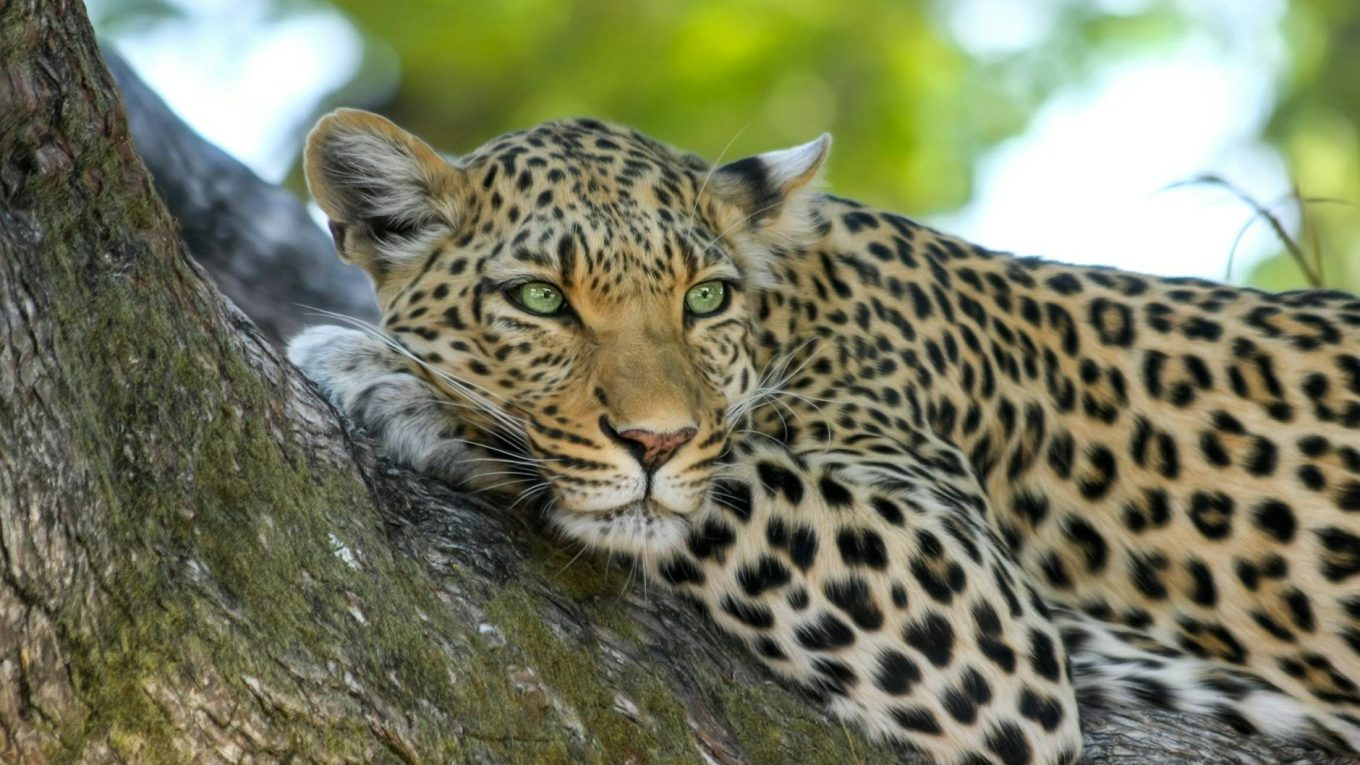 leopard on brown trunk tree, Sri Lanka Two-Week Itinerary, Places to See Elephants in Sri Lanka, Wildlife safari packages in Sri Lanka